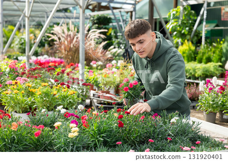 Young guy choosing carnations in flower shop Young guy choosing carnations in flower shop 131920401