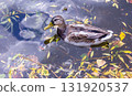 Duck glides across the lake in the autumn foliage of the park in autumn 131920537