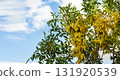 Autumn ash seeds on the branches of trees. 131920539