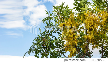 Autumn ash seeds on the branches of trees. Autumn ash seeds on the branches of trees. 131920539