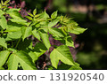 The texture of lush foliage. Exotic greenery and botanical patterns. 131920540
