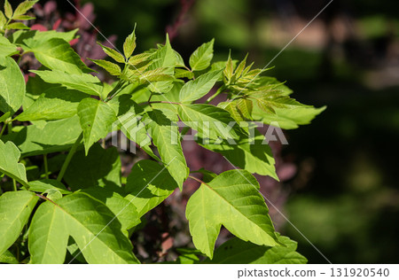 The texture of lush foliage. Exotic greenery and botanical patterns. The texture of lush foliage. Exotic greenery and botanical patterns. 131920540