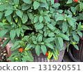 Potted Winter cherry plants or Jerusalem cherry Solanum Pseudocapsicum, ornamental plant for Christmas at a garden centre. Nightshade with red and green fruits. Coral shrub. Selected focus 131920551