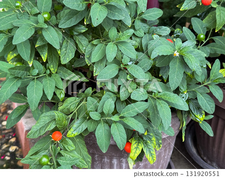 Potted Winter cherry plants or Jerusalem cherry Solanum Pseudocapsicum, ornamental plant for Christmas at a garden centre. Nightshade with red and green fruits. Coral shrub. Selected focus Potted Winter cherry plants or Jerusalem cherry Solanum Pseudocapsicum, ornamental plant for Christmas at a garden centre. Nightshade with red and green fruits. Coral shrub. Selected focus 131920551