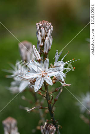 Salvia Platensis Salvia Platensis 131920598