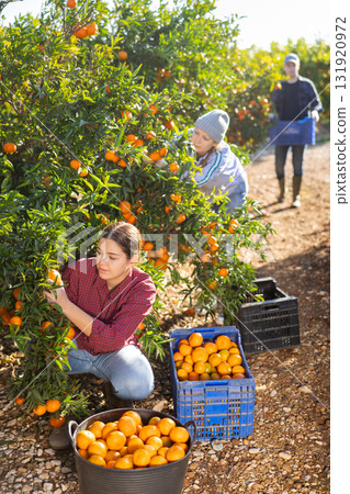 Focused European female picking ripe organic mandarins in plastic container box in orchard or on farm Focused European female picking ripe organic mandarins in plastic container box in orchard or on farm 131920972