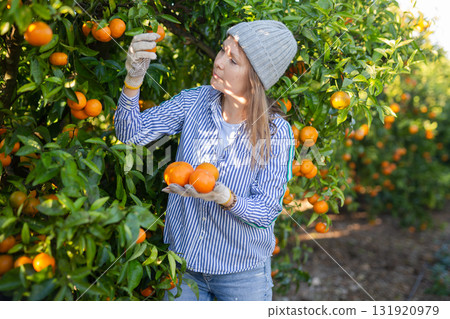 Female hired employee harvesting tangerines in garden 131920979