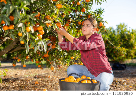 Skilled young woman farmer employee in plaid shirt harvesting fresh tangerines during work on farm during daytime 131920980