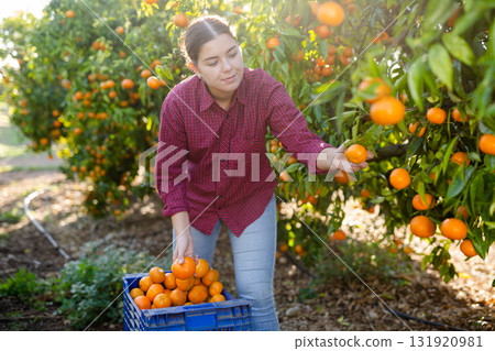 Portrait of smiling woman harvesting tangerines on organic plantation Portrait of smiling woman harvesting tangerines on organic plantation 131920981
