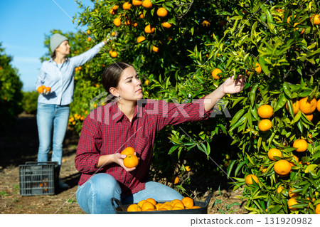 Skilled young woman farmer employee in plaid shirt harvesting fresh tangerines during work on farm during daytime Skilled young woman farmer employee in plaid shirt harvesting fresh tangerines during work on farm during daytime 131920982