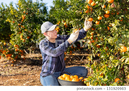 Skilled young man farmer employee in plaid shirt harvesting fresh tangerines during work on farm during daytime 131920983