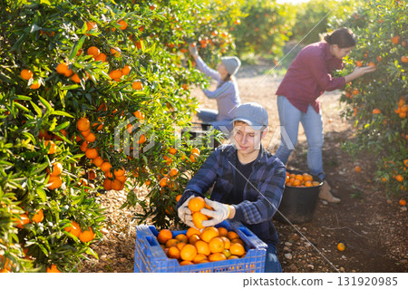 Man harvesting ripe green tangerines at sunny fruit farm 131920985