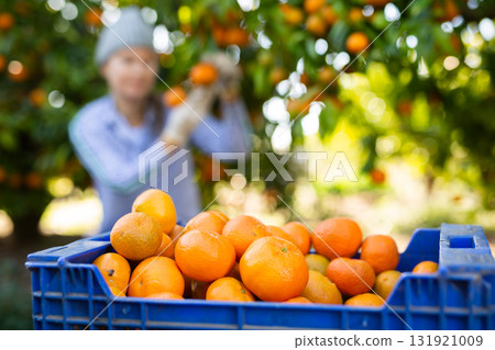 Fresh organic tangerines mandarins in plastic box during harvesting season on sunny day on farm or in garden Fresh organic tangerines mandarins in plastic box during harvesting season on sunny day on farm or in garden 131921009