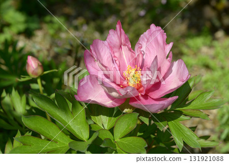 Pink Double Dandy Peony Pink Double Dandy Peony 131921088