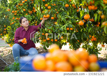 Skilled young woman farmer employee in plaid shirt harvesting fresh tangerines during work on farm during daytime 131921221