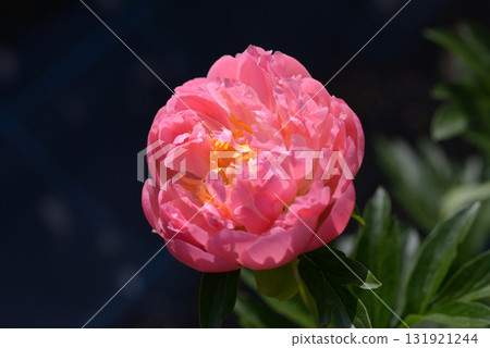 粉紅色夏威夷珊瑚牡丹 粉紅色夏威夷珊瑚牡丹 131921244