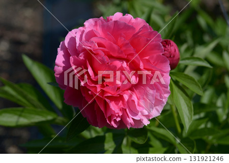 Pink Hawaiian Coral Peony Pink Hawaiian Coral Peony 131921246
