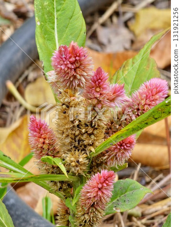 Close up of Celosia argentea, commonly known as plumed cockscomb or silver cock's comb. This particular specie is Celosia Argentea Intenz Dark Purple. 131921256