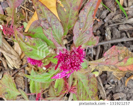 Close up of Celosia argentea, known as the plumed cockscomb or silver cock's comb. This particular specie is the Celosia Argentea Intenz Dark Purple. 131921257