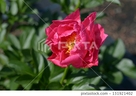 Paula Fay Peony Paula Fay Peony 131921402