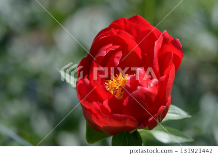 紅色 紅玫瑰 牡丹 131921442