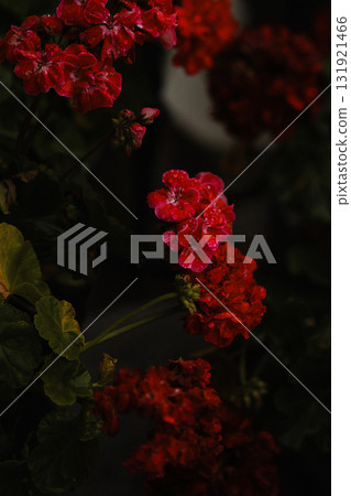 Red geranium flowers with water drops on dark background Red geranium flowers with water drops on dark background 131921466