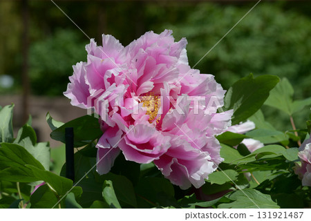Island Wisteria Peony Island Wisteria Peony 131921487
