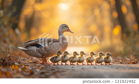 Mother duck leading seven ducklings in line during golden sunset, showcasing natural parenting behavior in autumn environment 131922482