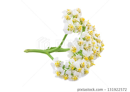 fresh yarrow flowers isolated on white background fresh yarrow flowers isolated on white background 131922572