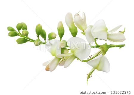 flowers of Sophora japonica or Styphnolobium japonicum isolated on white background 131922575