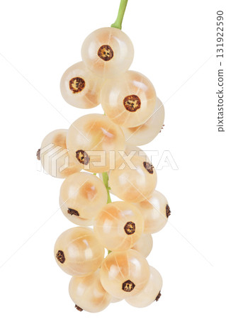 white or yellow currant isolated on white background with full depth of field white or yellow currant isolated on white background with full depth of field 131922590