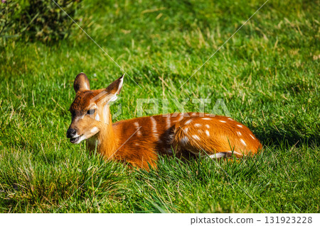 Spotted young antelope resting on green grass under bright sunlight in a natural open area Spotted young antelope resting on green grass under bright sunlight in a natural open area 131923228