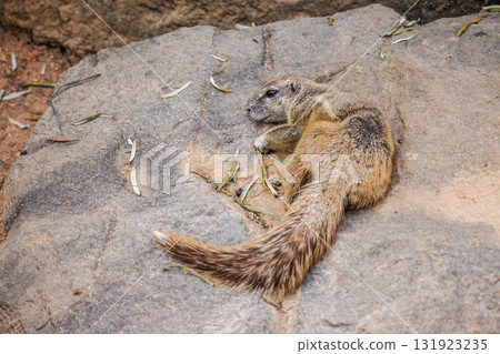 Cape ground squirrel lying on a rock and resting in a natural environment, showing its striped fur and bushy tail. Cape ground squirrel lying on a rock and resting in a natural environment, showing its striped fur and bushy tail. 131923235