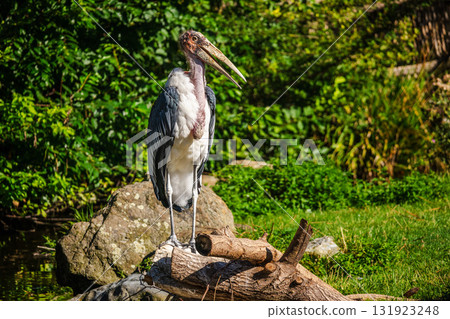 Large marabou stork standing on a log in bright sunlight, surrounded by lush green vegetation and rocks in the background Large marabou stork standing on a log in bright sunlight, surrounded by lush green vegetation and rocks in the background 131923248
