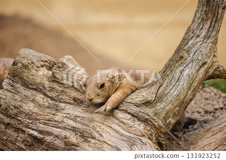 Black-tailed prairie dog resting on a tree trunk in its habitat, showing a calm and relaxed pose. 131923252