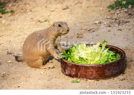 Black-tailed prairie dog eating fresh lettuce from a bowl in its enclosure under daylight. Black-tailed prairie dog eating fresh lettuce from a bowl in its enclosure under daylight. 131923255