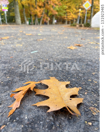 The most beautiful autumn landscape is the Golden Autumn in Belovezhskaya Pushcha The most beautiful autumn landscape is the Golden Autumn in Belovezhskaya Pushcha 131923465