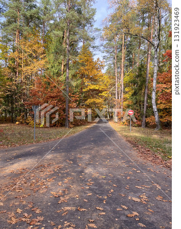 The most beautiful autumn landscape is the Golden Autumn in Belovezhskaya Pushcha 131923469