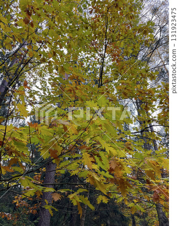 The most beautiful autumn landscape is the Golden Autumn in Belovezhskaya Pushcha 131923475
