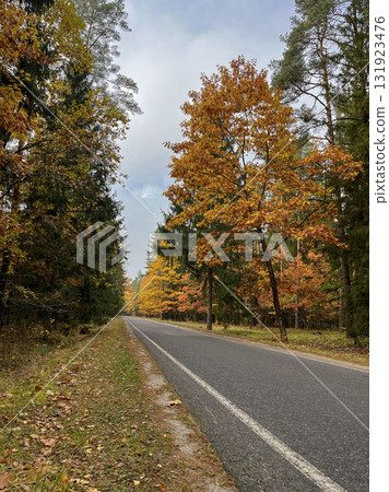 The most beautiful autumn landscape is the Golden Autumn in Belovezhskaya Pushcha 131923476