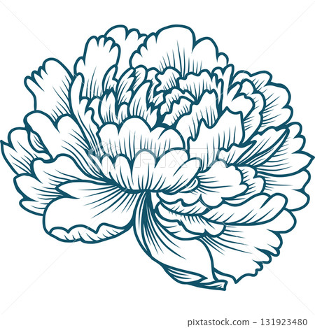 Blooming Peony Flower 131923480