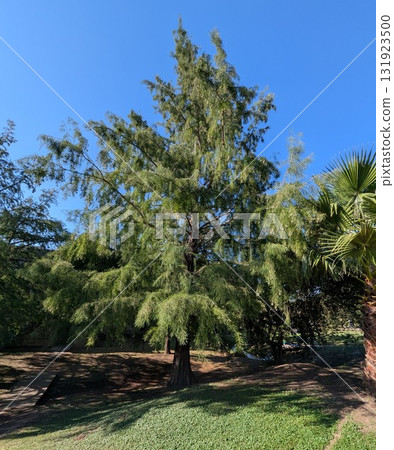 Taxodium huegelii lawson, commonly known as Montezuma cypress, is a large evergreen tree found in the botanical garden in Cordoba, Argentina. 131923500