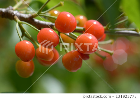 Karamisakura 131923775