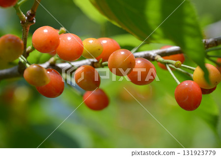 Karamisakura Karamisakura 131923779