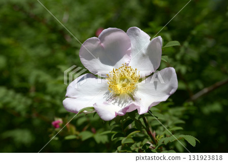Japanese rose Japanese rose 131923818