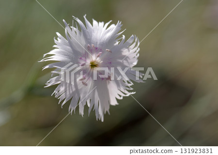 石竹 石竹 131923831