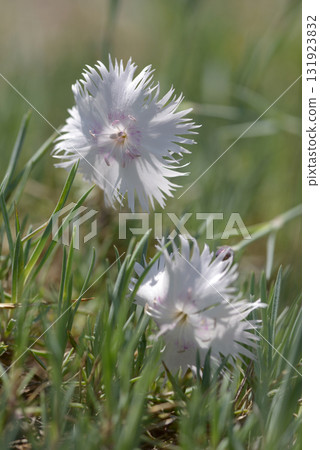 Dianthus 131923832
