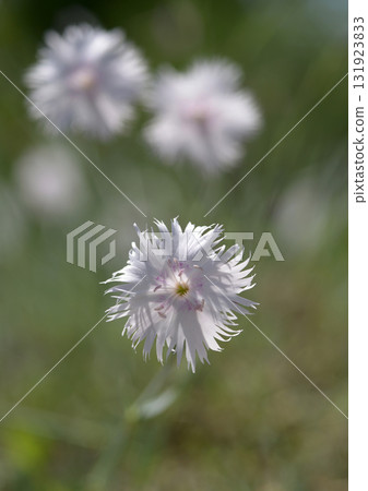 石竹 131923833