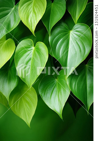 Stunning Close-Up of Lush Philodendron Leaves Showcasing Vibrant Green Colors and Detailed Textures Stunning Close-Up of Lush Philodendron Leaves Showcasing Vibrant Green Colors and Detailed Textures 131924451
