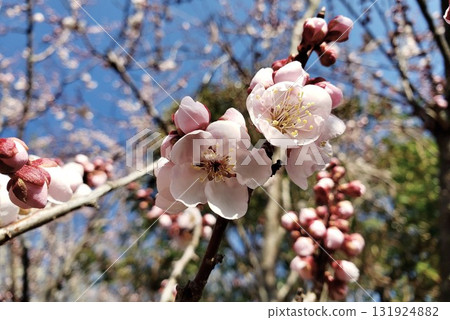 在藍天的李子開花 在藍天的李子開花 131924882